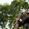 MGM Tree Service & Landscaping gallery