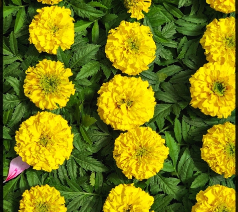 Chuck Hafner's Farmers Market & Garden Center - Syracuse, NY