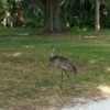 Back to Nature Wildlife Refuge gallery