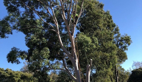 BDS Tree Care