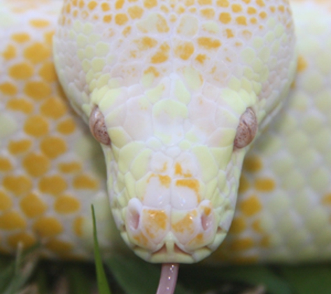 Reptile Territory - Howard Springs, NT. Albino Python