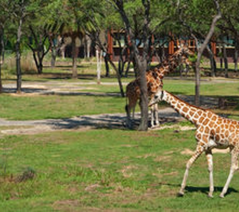 Disney's Animal Kingdom Theme Park - Lake Buena Vista, FL