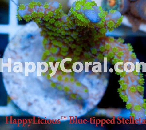 Happy Coral Inc. - Sturgis, MI