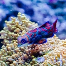 FantaSEA Aquariums - Aquariums & Aquarium Supplies-Leasing & Maintenance