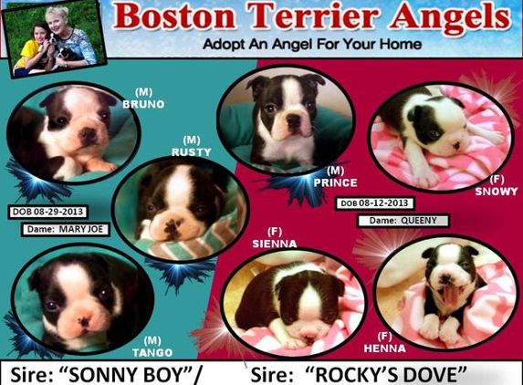 Boston Terrier Angels - La Place, LA