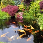 Champion Koi Ponds