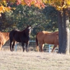 McKey Equine Hospital gallery