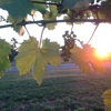 Round Barn Winery gallery