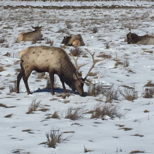 National Elk Refuge - Jackson, WY