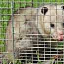 Critter Trapping & Removal Service - Pest Control Services