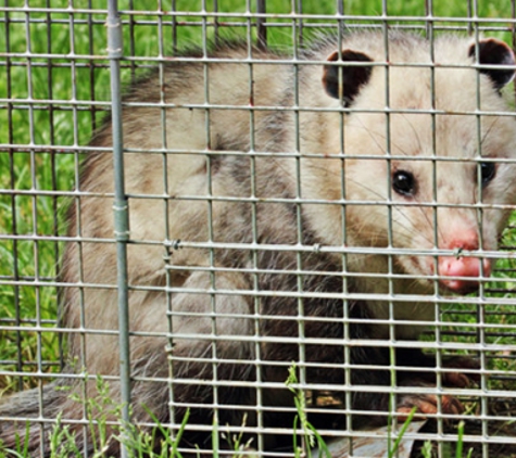 Critter Trapping & Removal Service - Arlington, TX