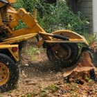 Hanstad Stump Removal