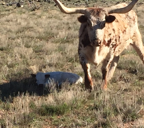 Rising K Ranch Trail Rides - Cedar City, UT. Spring Calf