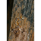 Gallery Image Number 1
