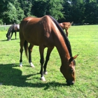 Equine Rescue Inc