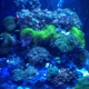 Coral Logic Aquarium