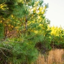 ArborGen Bullard Nursery - Garden Centers