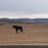 Black Hills Wild Horse Sanctuary gallery