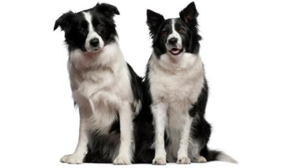 Pets Eternal Pet Memorial Services - Burleigh, QLD