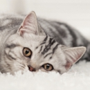 Heaven's Best Carpet & Upholstery Cleaning - Upholstery Cleaners