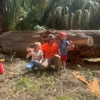 The Wood Doctor Tree Service gallery