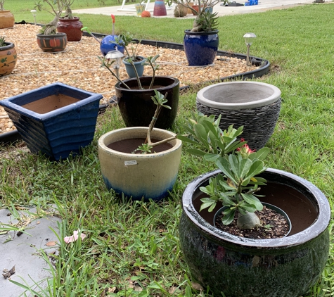 Artistic Statuary - Pompano Beach, FL. Ready to 
Transplant to the new pots !!!  ❤️