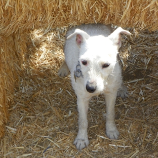 Custom Dog Training Thee Boarding Ranch - Littlerock, CA