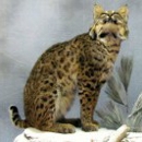 Karen's Taxidermy & Wildlife Art Studio - Taxidermists