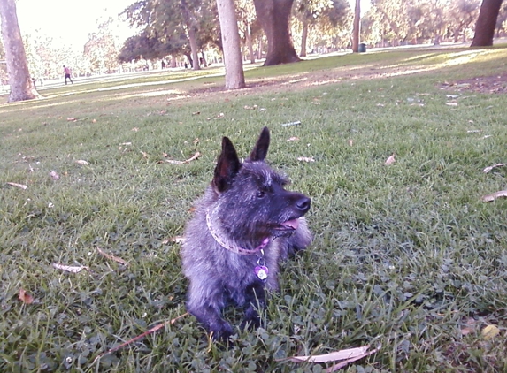 Jackie's Grooming - sunland, CA