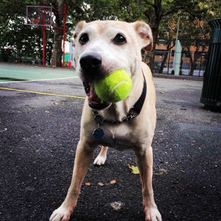 Swifto Dog Walking Upper East Side - New York, NY