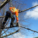 Arbor Tree Care - Tree Service