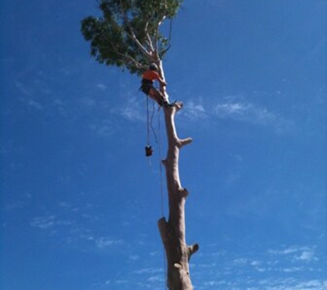Travs Trees