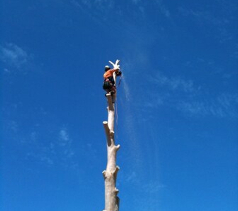 Travs Trees