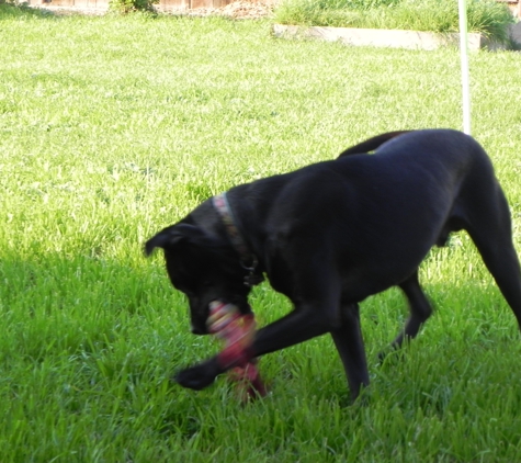 Kings County Animal Control - Hanford, CA. "Hailey's Comet" Loves his toys!