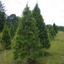 Pinetop Farm - Christmas Trees