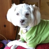 Ruth's Happy Pets Inc. gallery