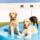 The Watering Bowl - Brentwood - Dog Day Care