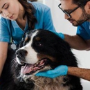 Bellevue Animal Hospital - Veterinarian Emergency Services