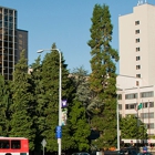Lung Transplantation Services at UW Medical Center - Montlake