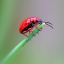 Advantage Pest Control - Pest Control Equipment & Supplies