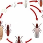 Second Opinion Termite & Pest Control