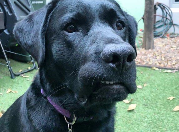 Mindful Pet Care - Beaconsfield, NSW