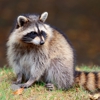 JAX Wildlife Removal gallery