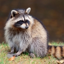 JAX Wildlife Removal - Pest Control Services