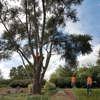 Simply Trees gallery
