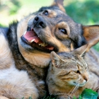 Cherished Companions Animal Clinic