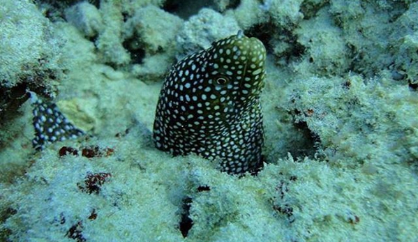 Rainbow Scuba Hawaii - Honolulu, HI