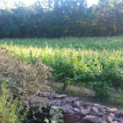 Cielo Estate Winery