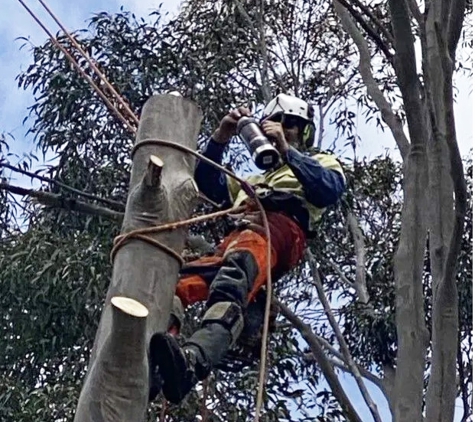 Regal Trees Pty Ltd
