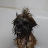 Love & Care Pet Salon gallery